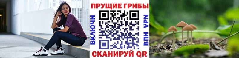 продажа наркотиков  Высоковск  Псилоцибиновые грибы Psilocybine cubensis 